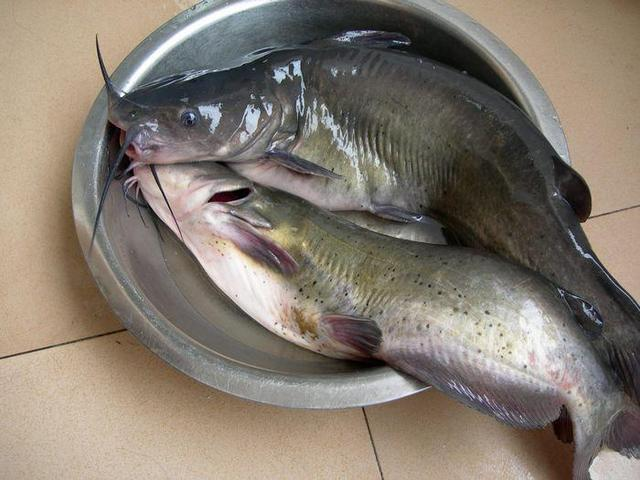 长江白鮰鱼图片