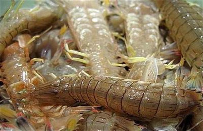 荣成黄海口虾蛄-特产网