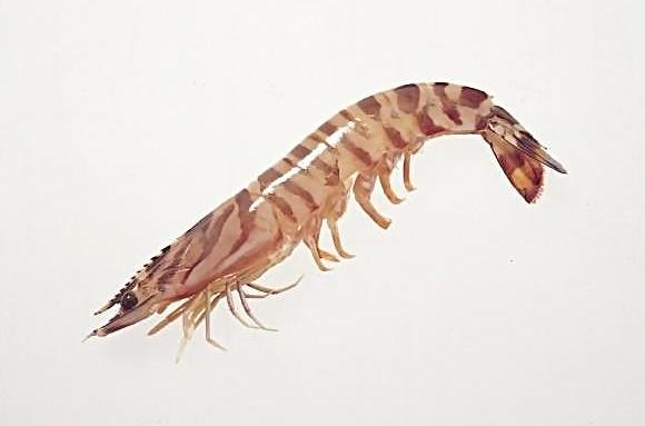 环翠渤海毛虾-特产网