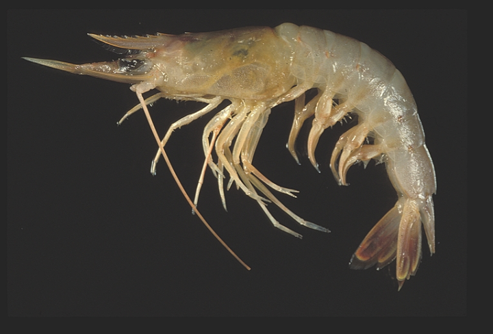 荣成黄海鹰爪虾-特产网