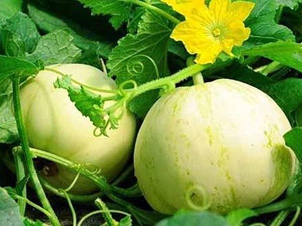 金乡胡集白梨瓜-特产网