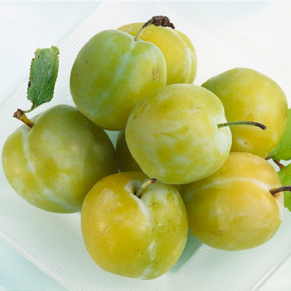 昌乐香李-特产网