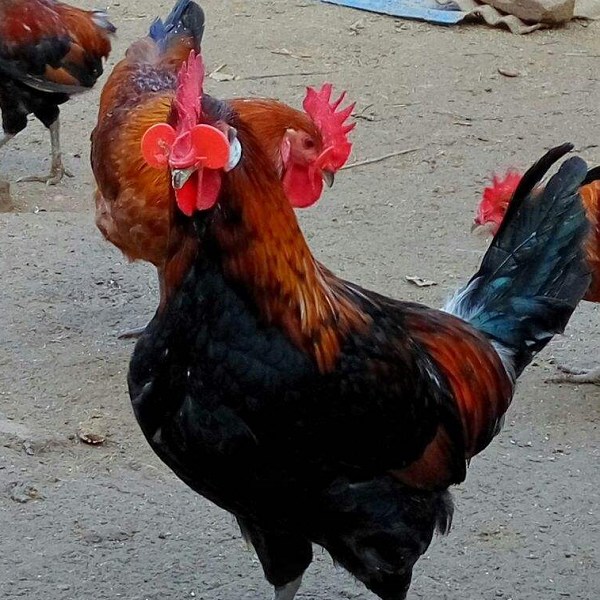 寿光大鸡-特产网