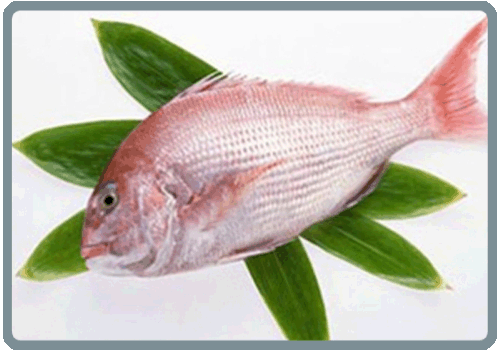 福山烟台真鲷鱼-特产网